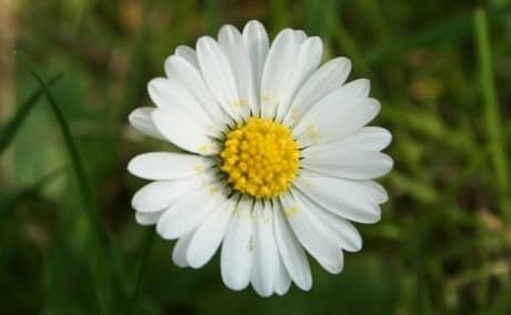 Oxeye Daisy 牛眼菊 是指什么 为什么很多菊花的英文名都带有 Daisy Tudoubaba Net